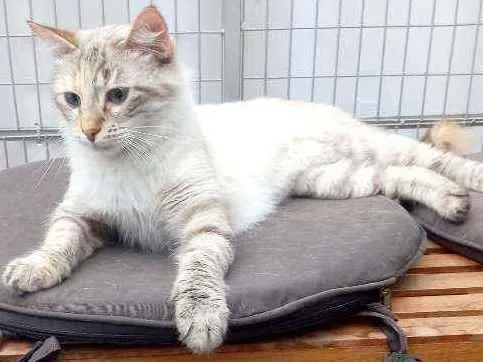 Gato raça SRD idade 7 a 11 meses nome Maya