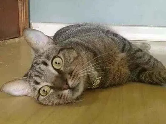 Gato ra a Srd idade 1 ano nome Maya