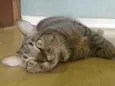 Maya