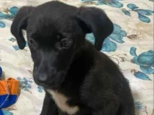 Cachorro raça SRD idade Abaixo de 2 meses nome Filhote 2 meses 