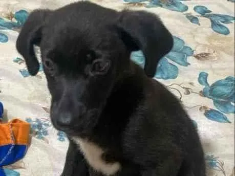 Cachorro ra a SRD idade Abaixo de 2 meses nome Filhote 2 meses 