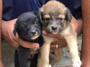 Cachorro raça SRD idade 2 a 6 meses nome Filhote 2 meses ,