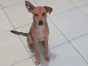 Cachorro raça Vira lata idade 2 a 6 meses nome Kevin