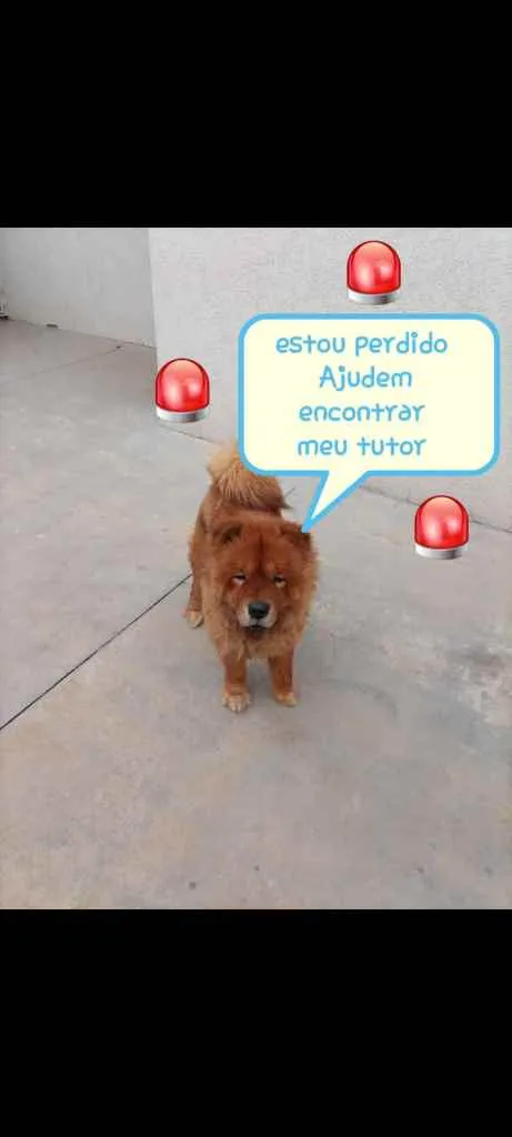 Cachorro ra a Chow Chow idade 2 a 6 meses nome -*-