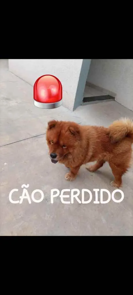 Cachorro ra a Chow Chow idade 2 a 6 meses nome -*-