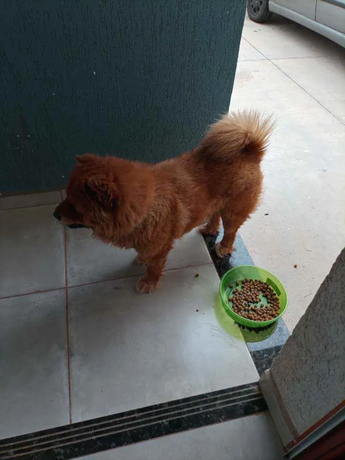 Cachorro ra a Chow Chow idade 2 a 6 meses nome -*-