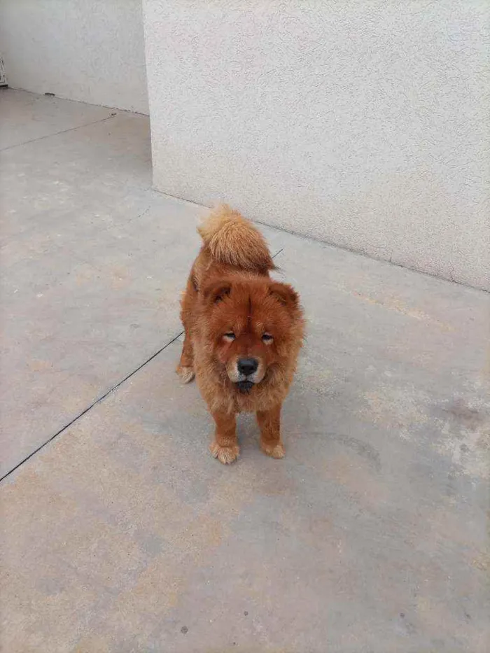 Cachorro ra a Chow Chow idade 2 a 6 meses nome -*-