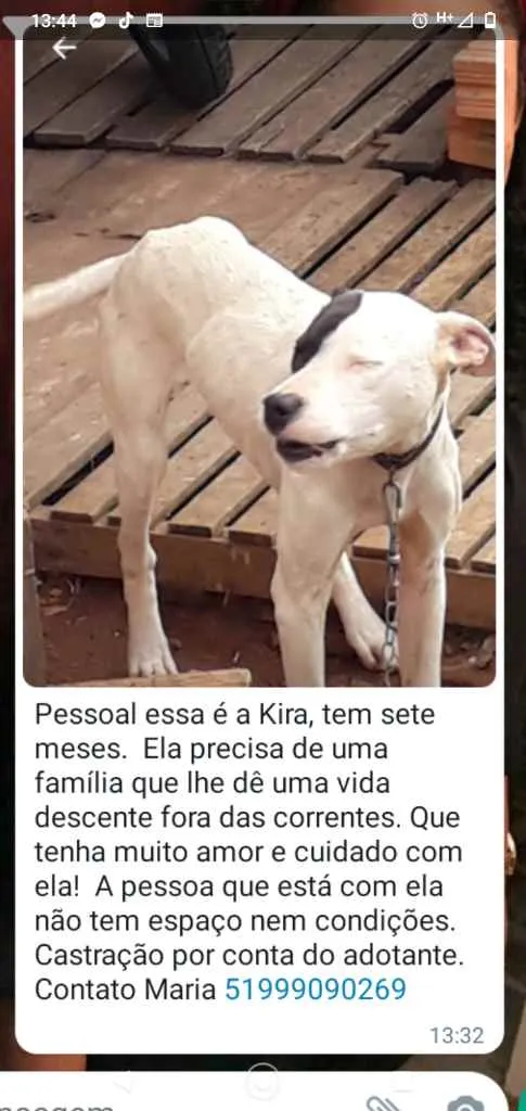 Cachorro ra a Indefinida idade 7 a 11 meses nome Maria 