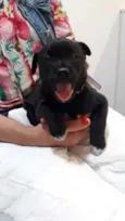 Cachorro raça SRD idade Abaixo de 2 meses nome Sem nome