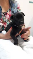 Cachorro raça SRD idade Abaixo de 2 meses nome Sem nome