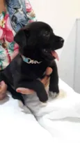 Cachorro raça SRD idade Abaixo de 2 meses nome Sem nome