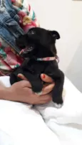 Cachorro raça SRD idade Abaixo de 2 meses nome Sem nome