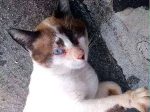 Gato raça srd idade 2 anos nome Anakin