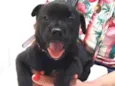 Cachorro raça SRD idade Abaixo de 2 meses nome Sem nome