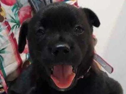 Cachorro raça SRD idade Abaixo de 2 meses nome Sem nome