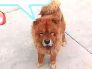 Cachorro ra a Chow Chow idade 2 a 6 meses nome -*-