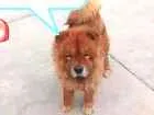 Cachorro raça Chow Chow idade 2 a 6 meses nome -*-