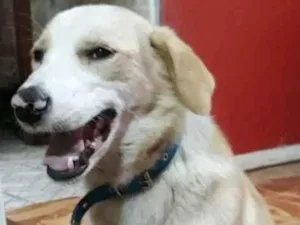 Cachorro raça Indefinida idade 7 a 11 meses nome Thor