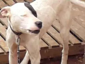 Cachorro raça Indefinida idade 7 a 11 meses nome Maria 