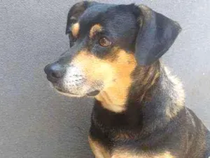 Cachorro raça Não definida idade 5 anos nome Cristal