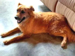 Cachorro raça Desconhecido idade 3 anos nome Thor