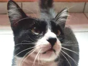 Gato raça  idade 1 ano nome Kovacs