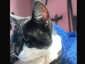 Gato raça  idade 1 ano nome Apollo