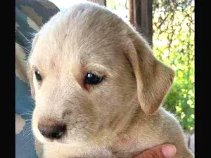 Cachorro raça Sem.raça definida idade 2 a 6 meses nome Sem nomes