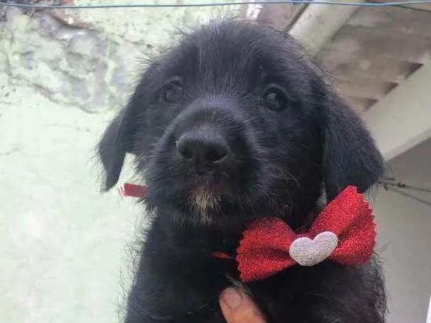 Cachorro raça Sem.raça definida idade 2 a 6 meses nome Sem nomes