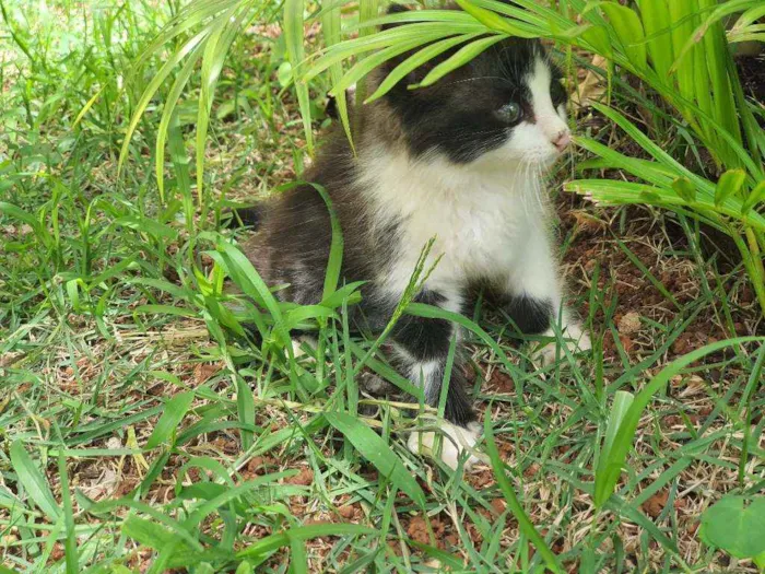 Gato ra a Desconhecido  idade 2 a 6 meses nome Flok