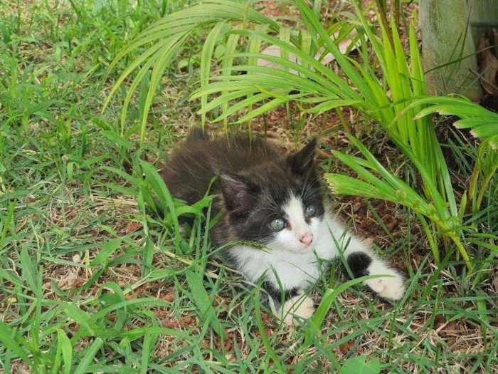 Gato ra a Desconhecido  idade 2 a 6 meses nome Flok