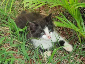 Gato raça Desconhecido  idade 2 a 6 meses nome Flok