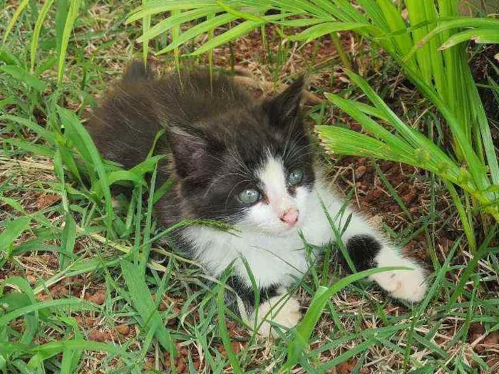 Gato ra a Desconhecido  idade 2 a 6 meses nome Flok