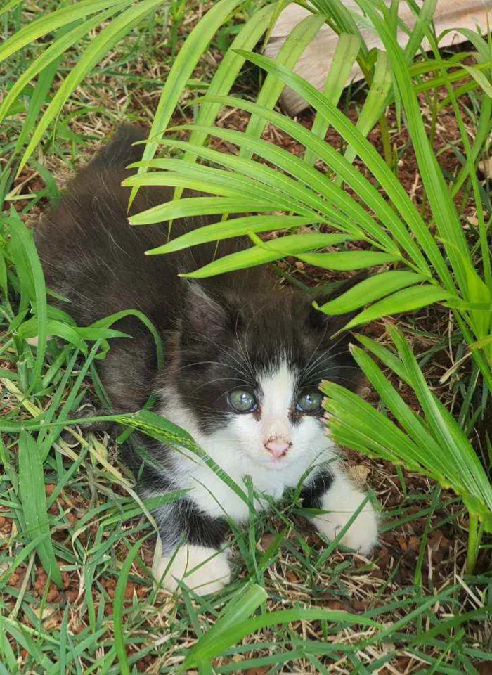 Gato ra a Desconhecido  idade 2 a 6 meses nome Flok