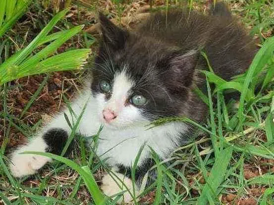 Gato ra a Desconhecido  idade 2 a 6 meses nome Flok