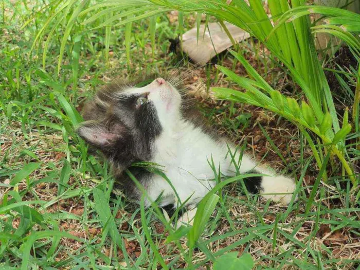 Gato ra a Desconhecido  idade 2 a 6 meses nome Flok
