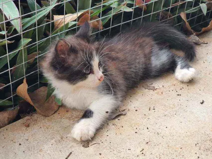 Gato ra a Desconhecido  idade 2 a 6 meses nome Flok