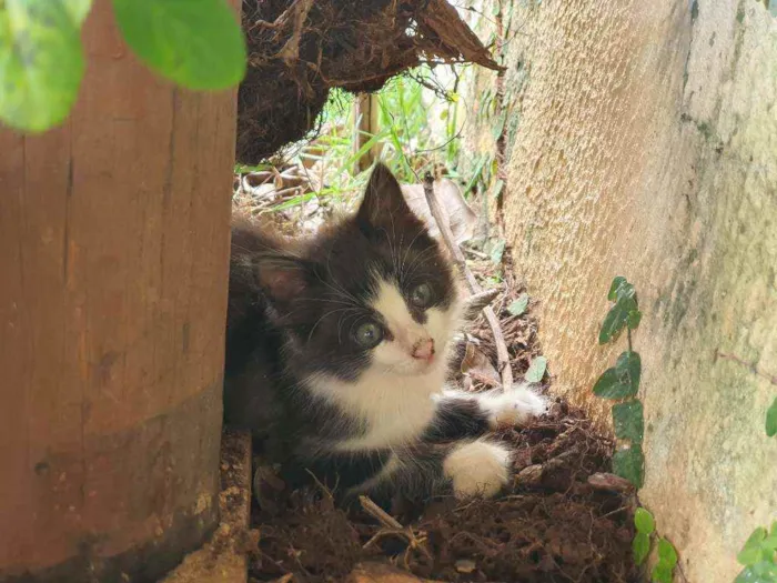 Gato ra a Desconhecido  idade 2 a 6 meses nome Flok