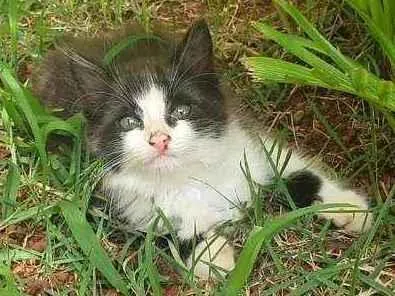 Gato ra a Desconhecido  idade 2 a 6 meses nome Flok