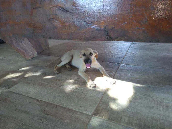 Cachorro ra a SRD idade 2 a 6 meses nome Catarina