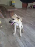 Catarina