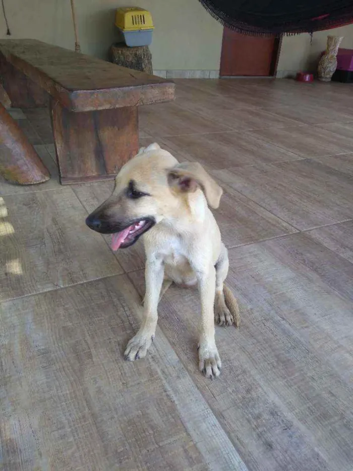 Cachorro ra a SRD idade 2 a 6 meses nome Catarina