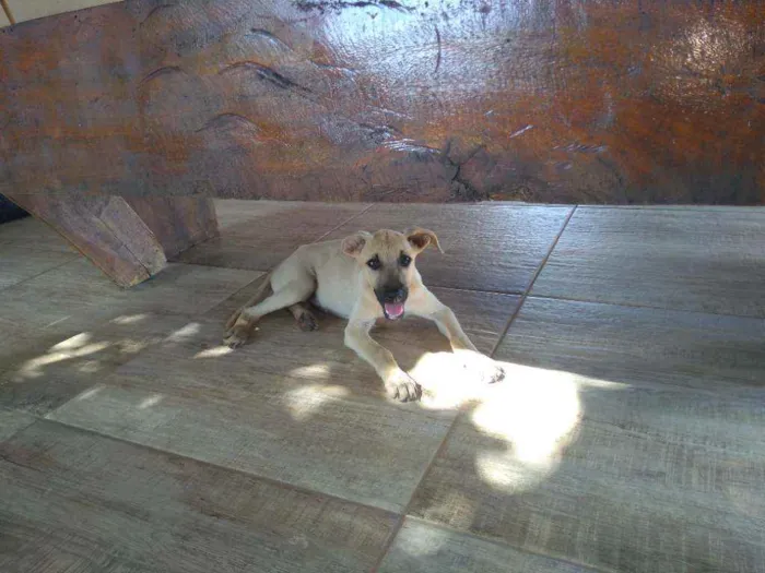 Cachorro ra a SRD idade 2 a 6 meses nome Catarina