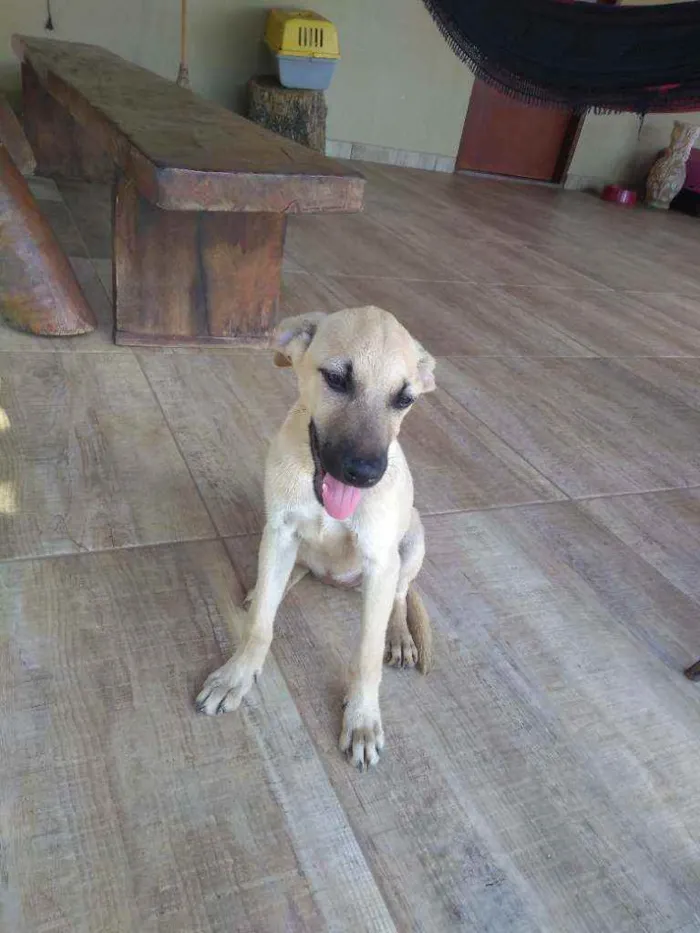 Cachorro ra a SRD idade 2 a 6 meses nome Catarina