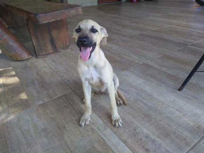 Cachorro ra a SRD idade 2 a 6 meses nome Catarina