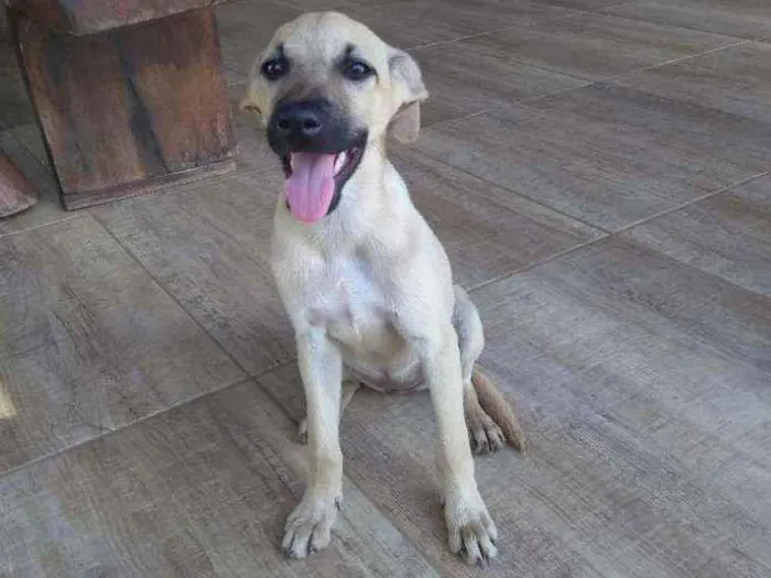 Cachorro ra a SRD idade 2 a 6 meses nome Catarina