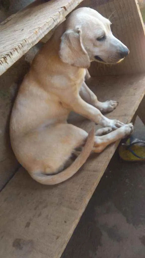 Cachorro ra a vira lata docil idade 6 ou mais anos nome Nina