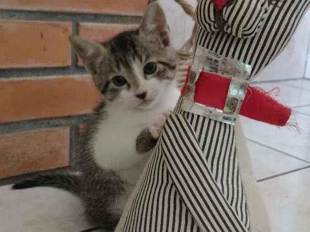 Gato ra a Sem raça idade 2 a 6 meses nome Sem nome