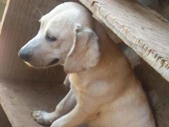 Cachorro ra a vira lata docil idade 6 ou mais anos nome Nina