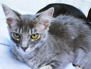 Gato raça SRD idade 2 a 6 meses nome MIRELA BLUE